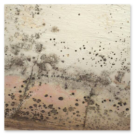 Nach Schimmelbeseitigung neu beschichtete Wand